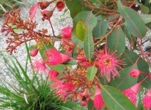 Kwikfynd Native Gardens
pippingarra