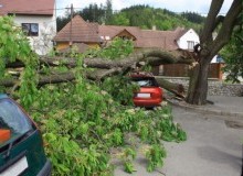 Kwikfynd Tree Cutting Services
pippingarra