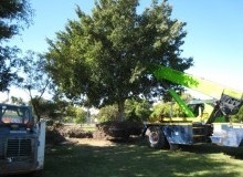 Kwikfynd Tree Management Services
pippingarra