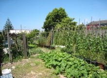 Kwikfynd Vegetable Gardens
pippingarra
